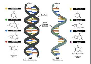 RNA vs DNA Amoebas Sisters video guide worksheet (3rd Party) by Bex Buzzie