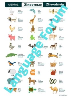 RUSSIAN ANIMALS Russian English vocabulary by Language Forum | TPT
