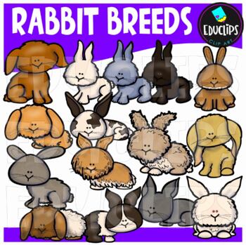 Preview of Rabbit Breeds Clip Art Set {Educlips Clipart}
