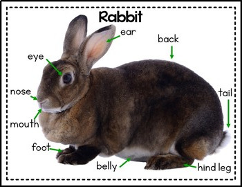 Rabbit Classroom Pet by Herding Kats in Kindergarten | TpT