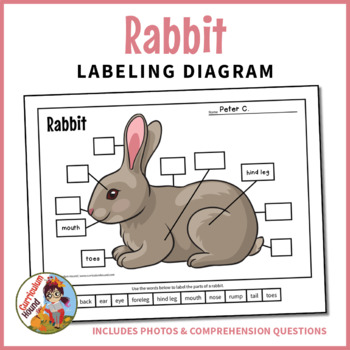 Preview of Rabbit Labeling Diagram - Parts of a Rabbit Worksheet + Questions, Farm Animals