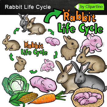 Preview of Rabbit Life Cycle Clip Art /Animals life cycle Clip Art /Commercial use