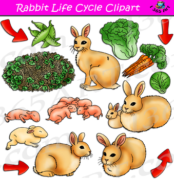 Preview of Rabbit Life Cycle Clipart