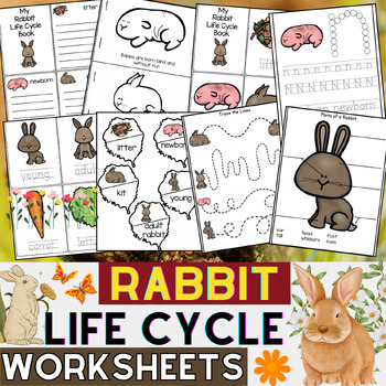 Preview of Rabbit Life Cycle Worksheets | All About Rabbits | Spring Animals Activities