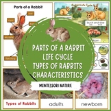 Parts of a Rabbit Life Cycle Characteristics Types of Rabb