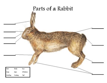 Preview of Rabbit and Hare Spring Nature Study Printables