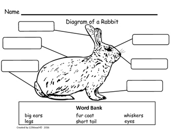 Rabbits, Writing Activities, Graphic Organizers, Diagram by 123kteach