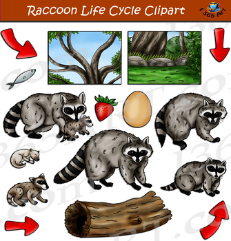 Preview of Raccoon Life Cycle Clipart