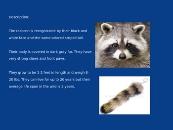 infographic tutorials by a raccoon