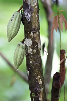 Preview of Rain Forest Habitat Pictures for Commercial Use.