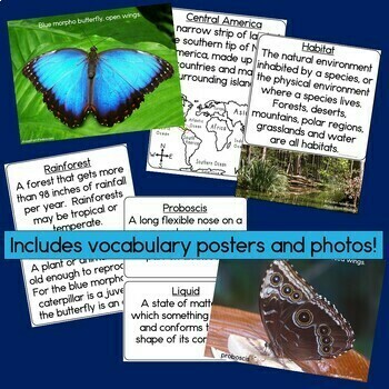 Rainforest Animals Blue Morpho Butterfly Reading Comprehension Book w  Vocabulary