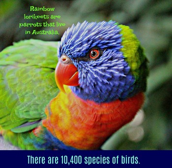 Preview of Rainbow Lorikeet Photo