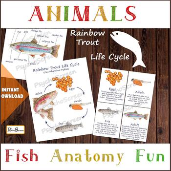 Preview of Rainbow trout anatomy, life cycle, 3D model, Printable flashcards, 3 Part cards