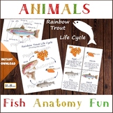 Rainbow trout anatomy, life cycle, 3D model, Printable fla