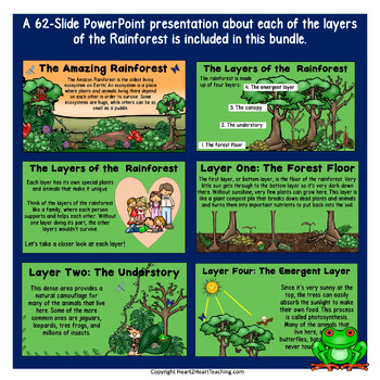 Layers of the Rainforest Bundle: Articles, Activities, Vocabulary ...