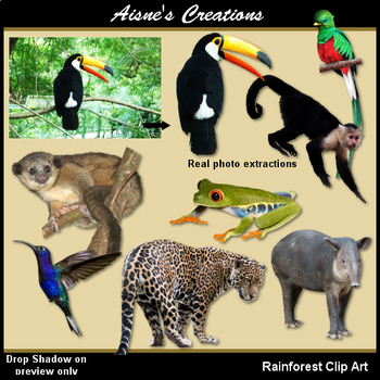 Rainforest Animals Clipart Teaching Resources | TPT