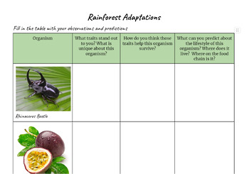 Preview of Rainforest Adaptations