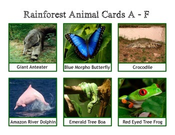 Preview of Rainforest Animal Cards