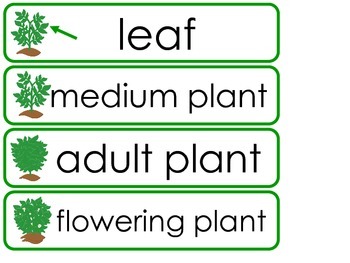 Plants Word Wall Weekly Theme Posters. by Teach At Daycare | TpT