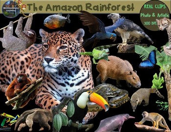 Rain Forest Clip Art Animals & Plants Habitats Biome Rainforest Photo &  Artistic