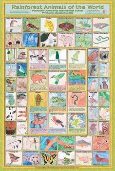 Preview of Rainforest Animals - Poster