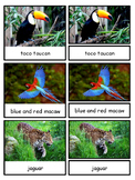 Rainforest--Animals of South America Montessori 3-part cards