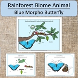 Rainforest Biome Animal: Blue Morpho Butterfly