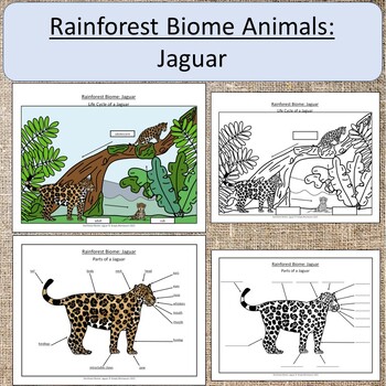 What biome does a Jaguar live in?