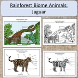 Rainforest Biome Animal: Jaguar