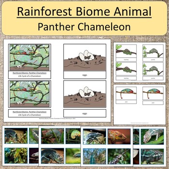 Rainforest Biome Animal: Panther Chameleon by Simply Montessori | TPT