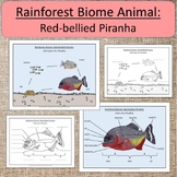Rainforest Biome Animal: Red-bellied Piranha fish study