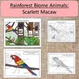 Rainforest Biome Animal: Scarlet Macaw