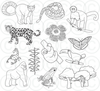 rainforest plants and animals drawings