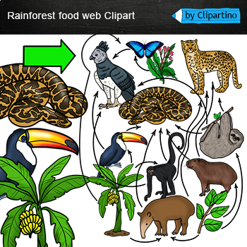 Preview of Rainforest Food Web Clip Art/ Food Chain Realistic Clip Art /Rainforest animals