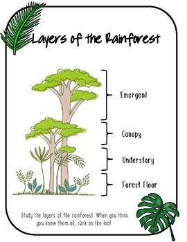 Rainforest Language by droforisanzo | TPT