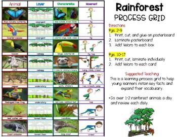 Preview of Rainforest Learning (Process Grid Anchor Chart)