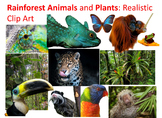 Rainforest Plants and Animals: Realistic Commercial Clip Art