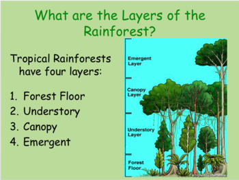 Rainforest PowerPoint by Miss Michelle's Mini Corner | TPT