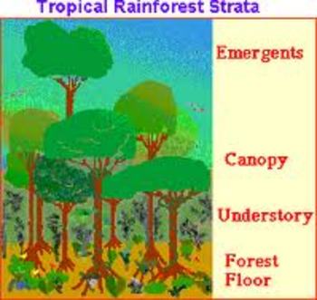 Preview of Rainforest SMART Board Thematic Unit