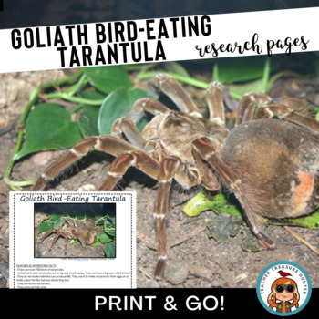 Preview of Rainforest animal Goliath Bird Eating Tarantula spider Pages for Animal Report