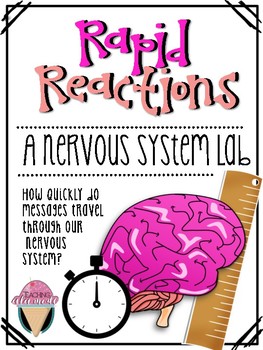 Preview of Rapid Reactions: A Nervous System Lab
