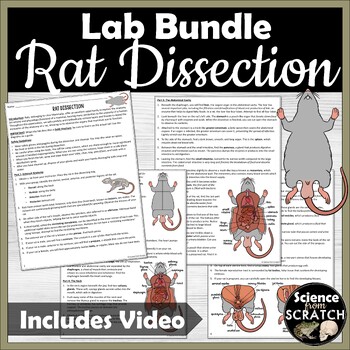 Preview of Rat Dissection Lab Bundle - High School or Middle School - Zoology