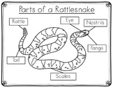 Rattlesnake Anatomy Labeling- Parts of a Rattlesnake