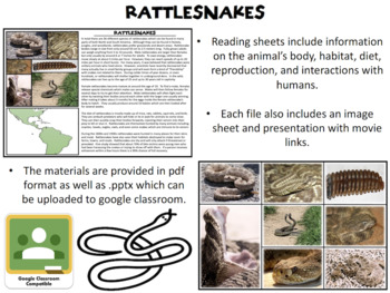 Preview of Rattlesnakes - Free Worksheets