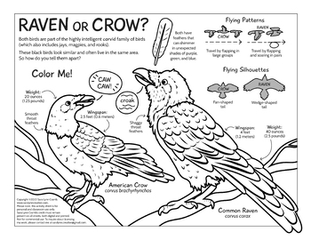 Preview of Raven or Crow? educational coloring page