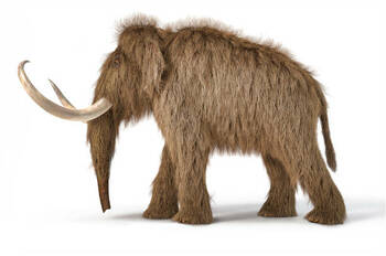 Preview of Read and Respond Woolly Mammoth and Cloning Debate Quiz Main Idea and Details
