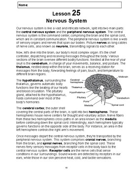 Preview of Reading Passage 25: Nervous System PDF