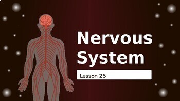 Preview of Reading Passage 25: Nervous System PPT