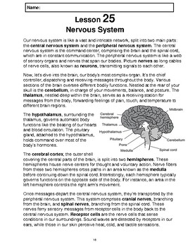 Preview of Reading Passage 25: Nervous System (Word)