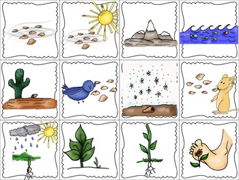 Reading Skills & Strategies inspired by The Tiny Seed | TpT